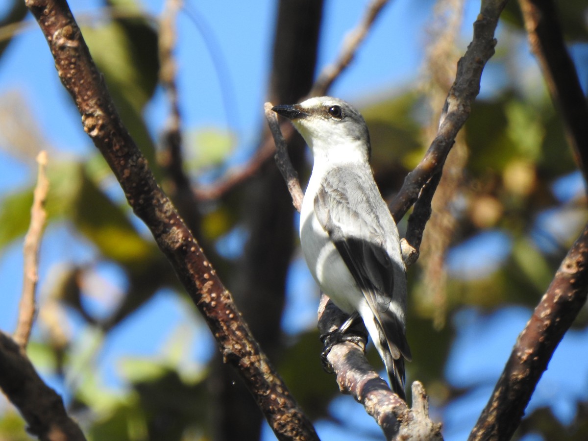 Ashy Minivet - ML647669240