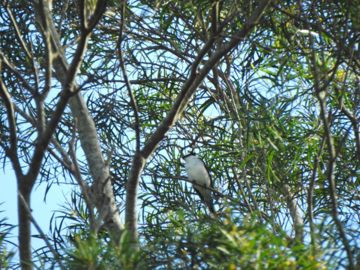 Ashy Minivet - ML647669241