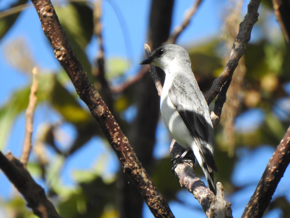 Ashy Minivet - ML647669242