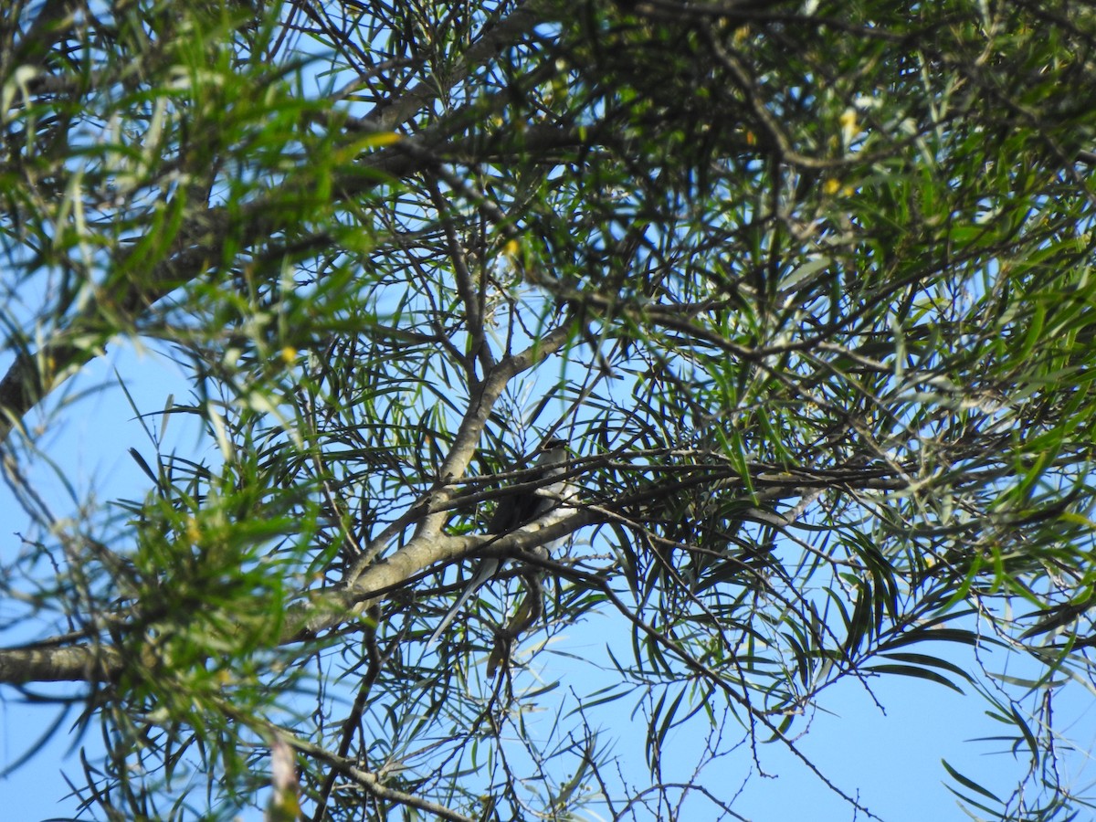 Ashy Minivet - ML647669243