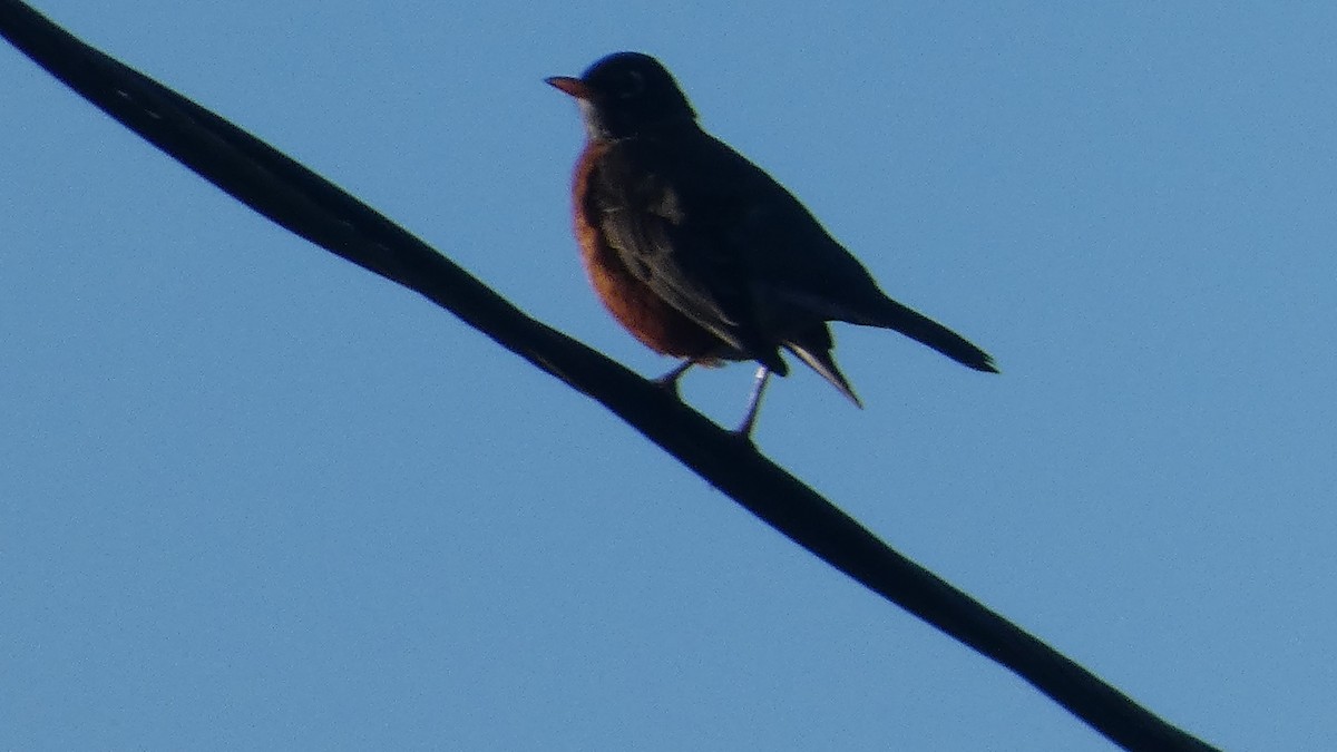 American Robin - ML647669259