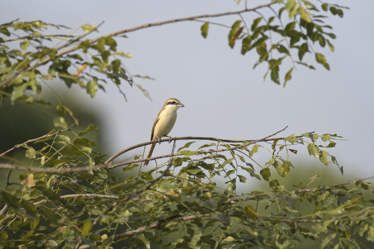 חנקן חום - ML647669261