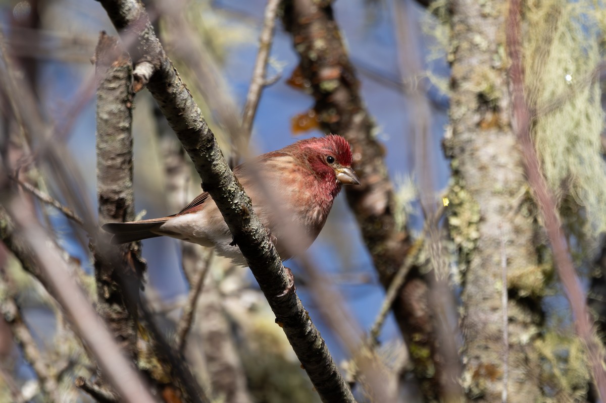 Purple Finch - ML647669262