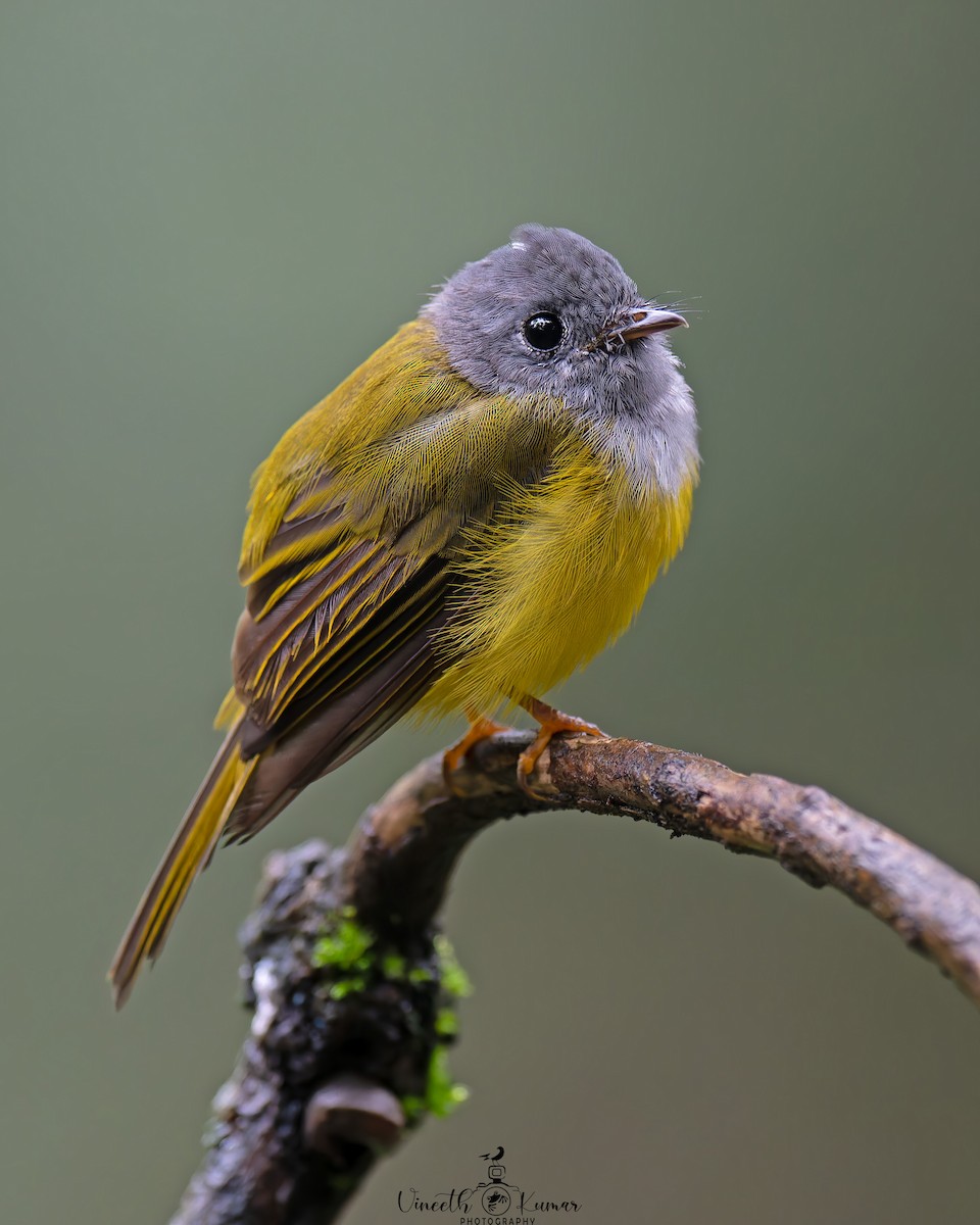 Gray-headed Canary-Flycatcher - ML647669273