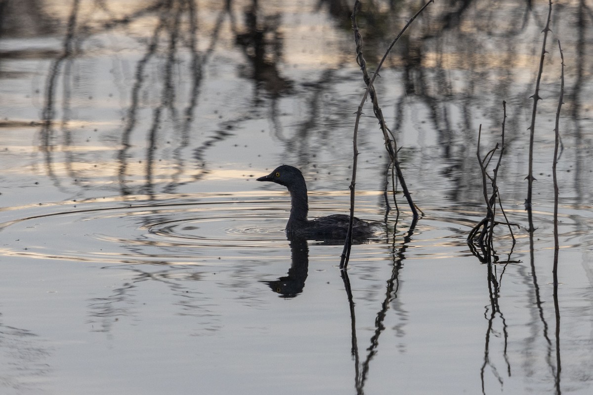 Amerika Küçük Batağanı - ML647669282