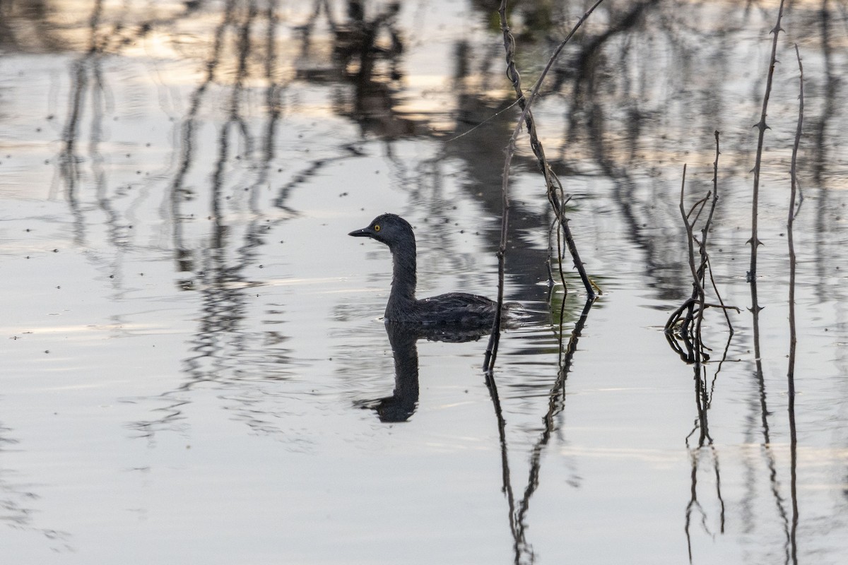 Amerika Küçük Batağanı - ML647669283