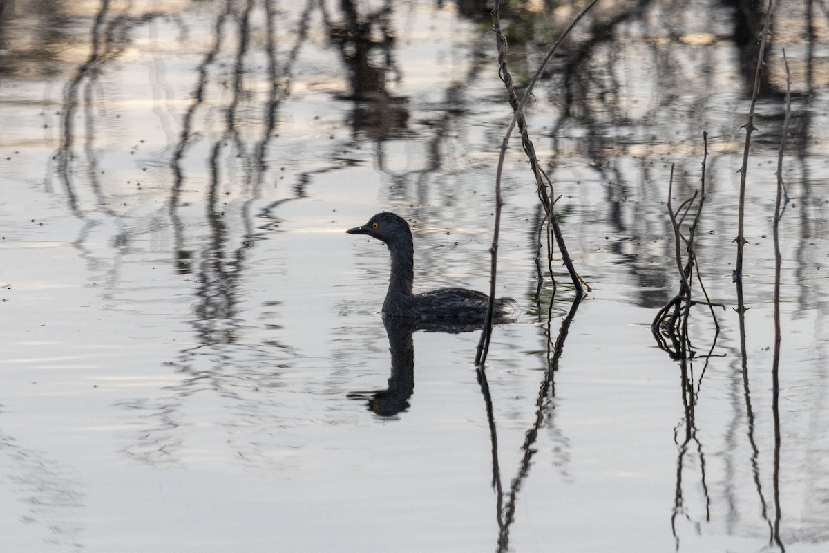 Amerika Küçük Batağanı - ML647669284