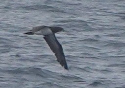 Cocos Booby - ML647669296