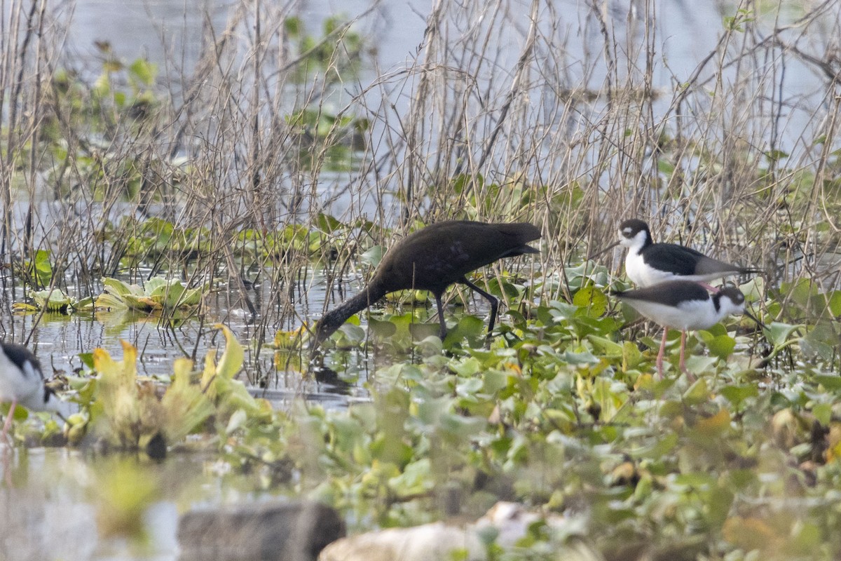 White-faced Ibis - ML647669297