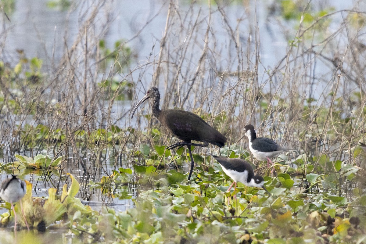 White-faced Ibis - ML647669300