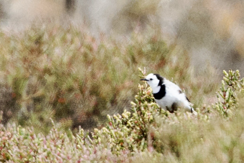 White-fronted Chat - ML647669304