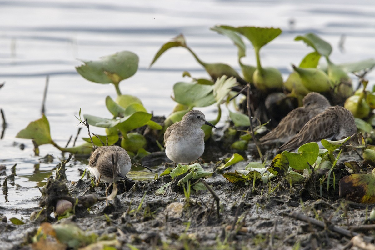 Least Sandpiper - ML647669305