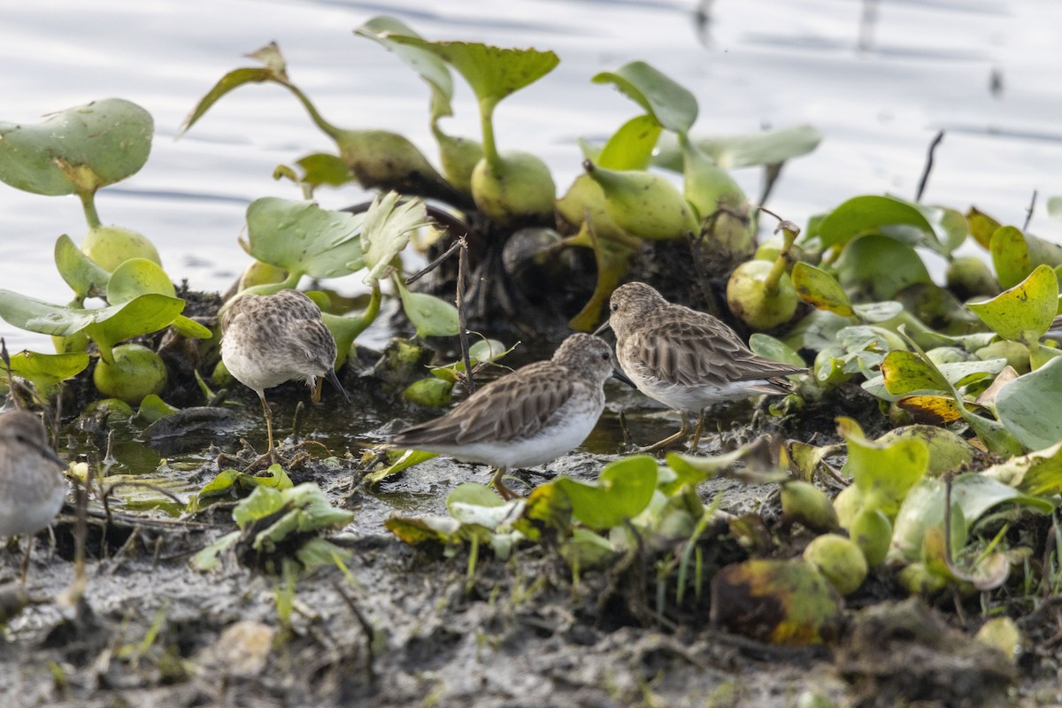 Least Sandpiper - ML647669306