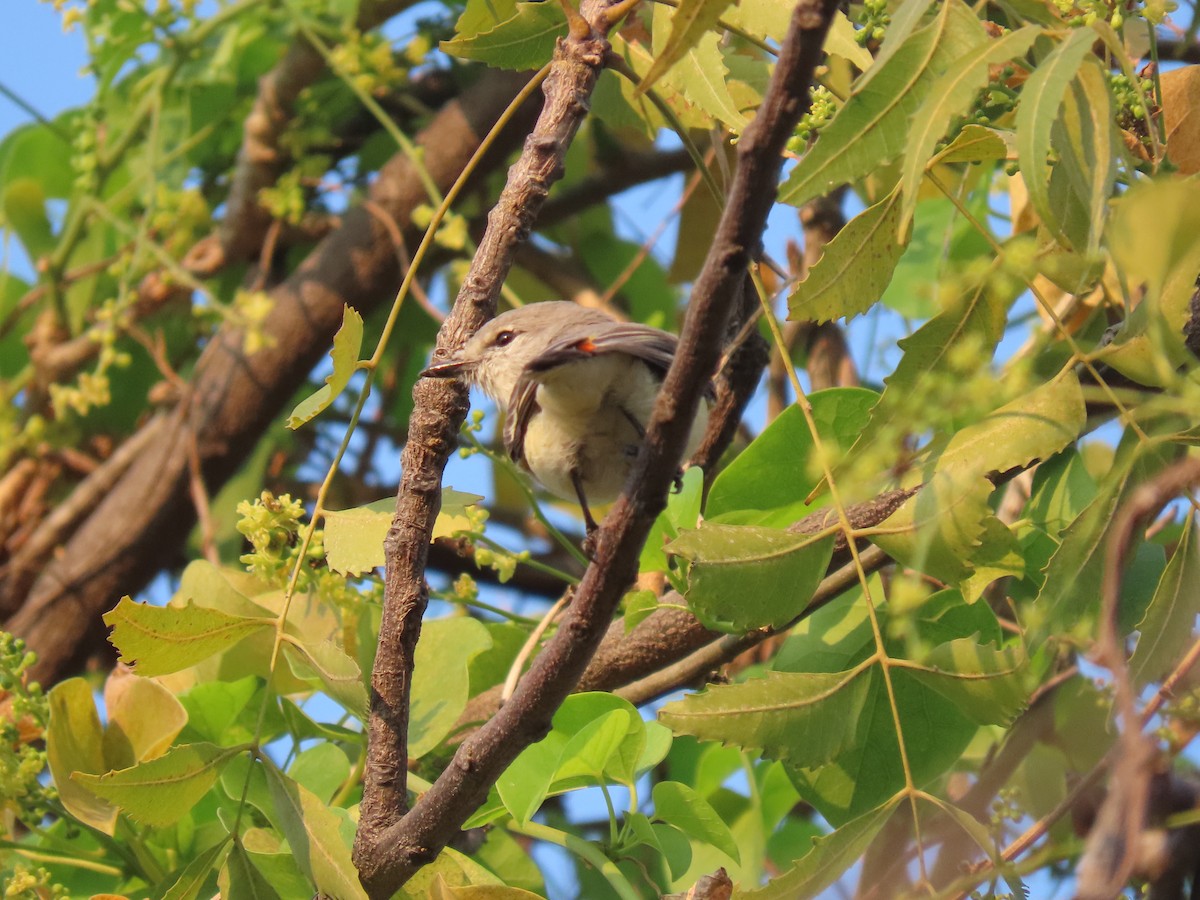 コサンショウクイ - ML647669311