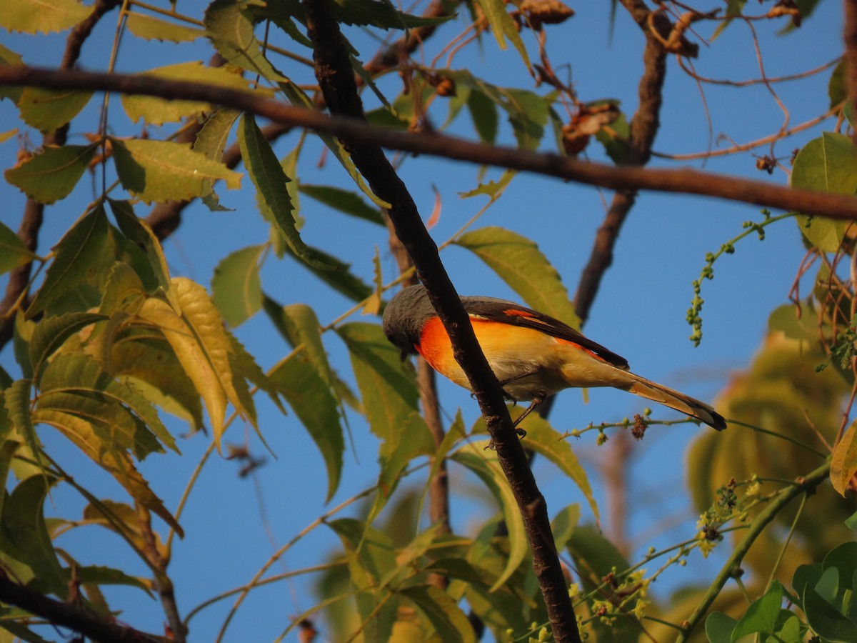 コサンショウクイ - ML647669312