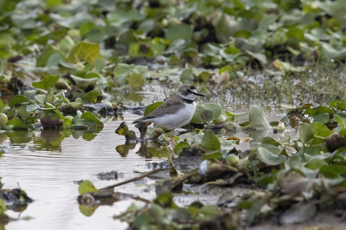 Collared Plover - ML647669313