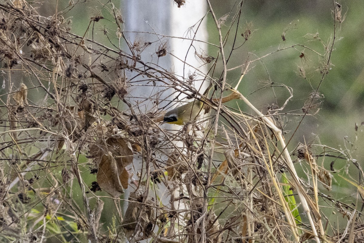 カオグロアメリカムシクイ - ML647669314