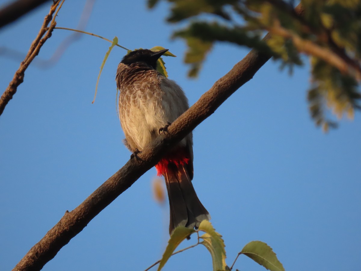 シリアカヒヨドリ - ML647669315