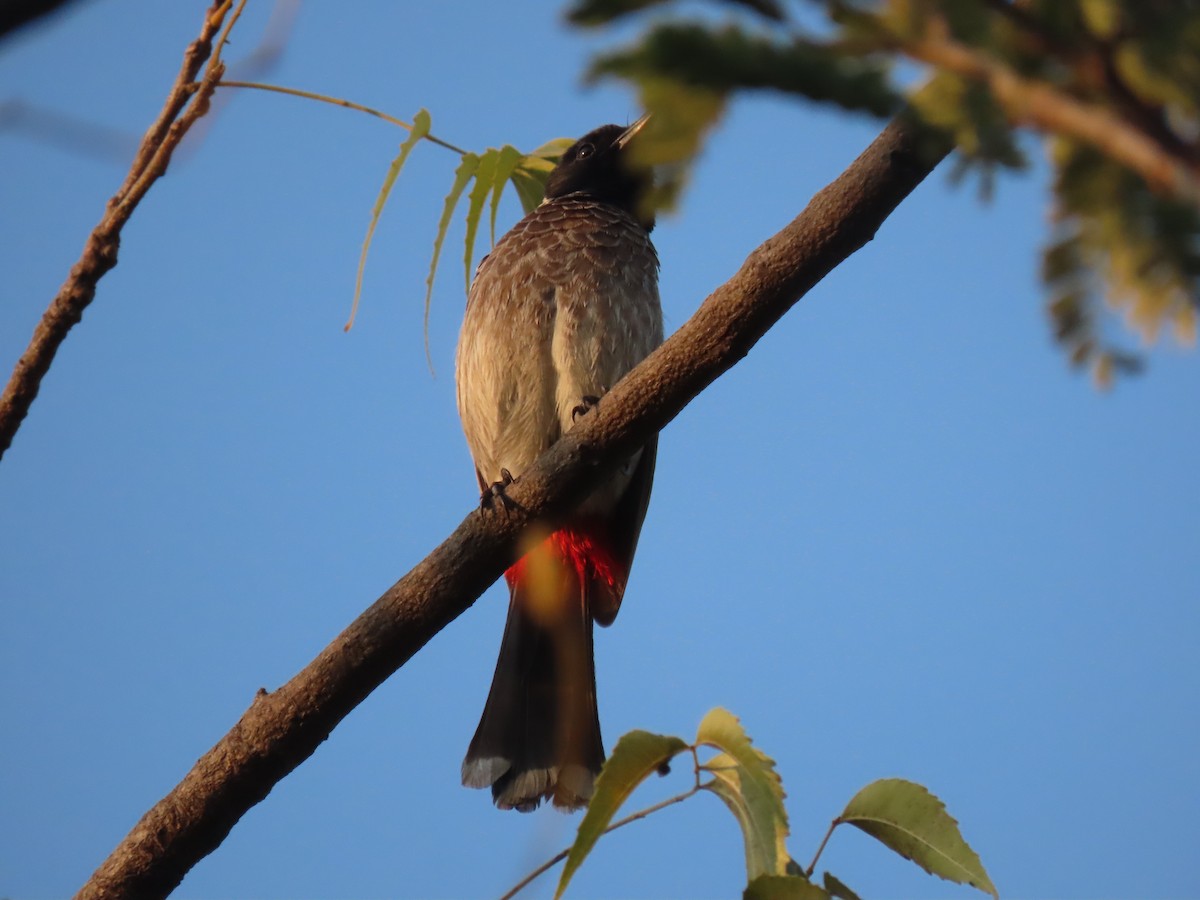 シリアカヒヨドリ - ML647669317