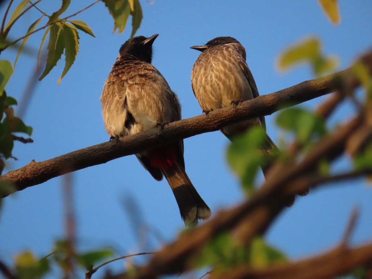 シリアカヒヨドリ - ML647669318