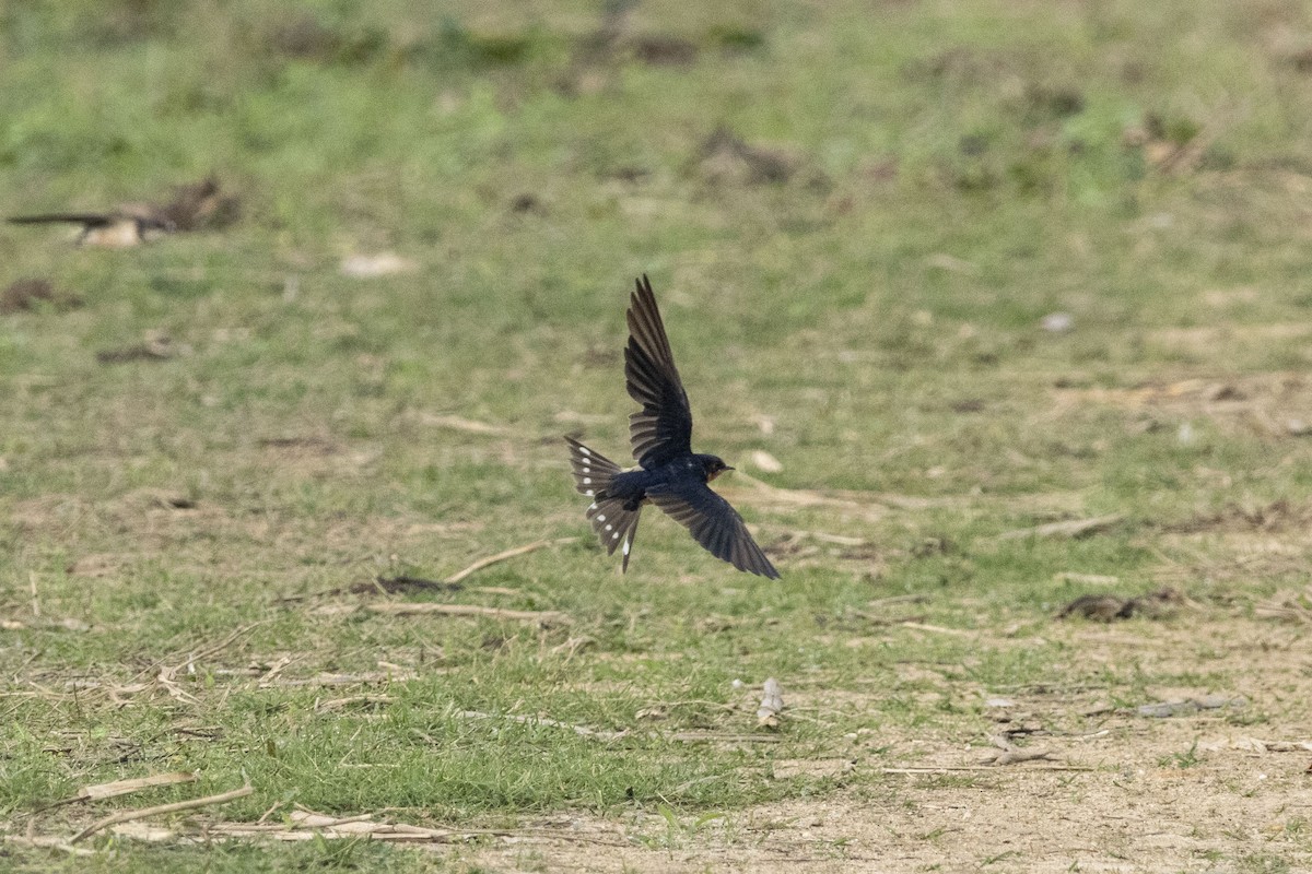 ツバメ - ML647669321