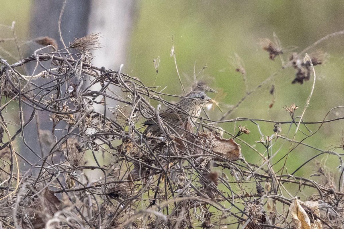 ヒメウタスズメ - ML647669324