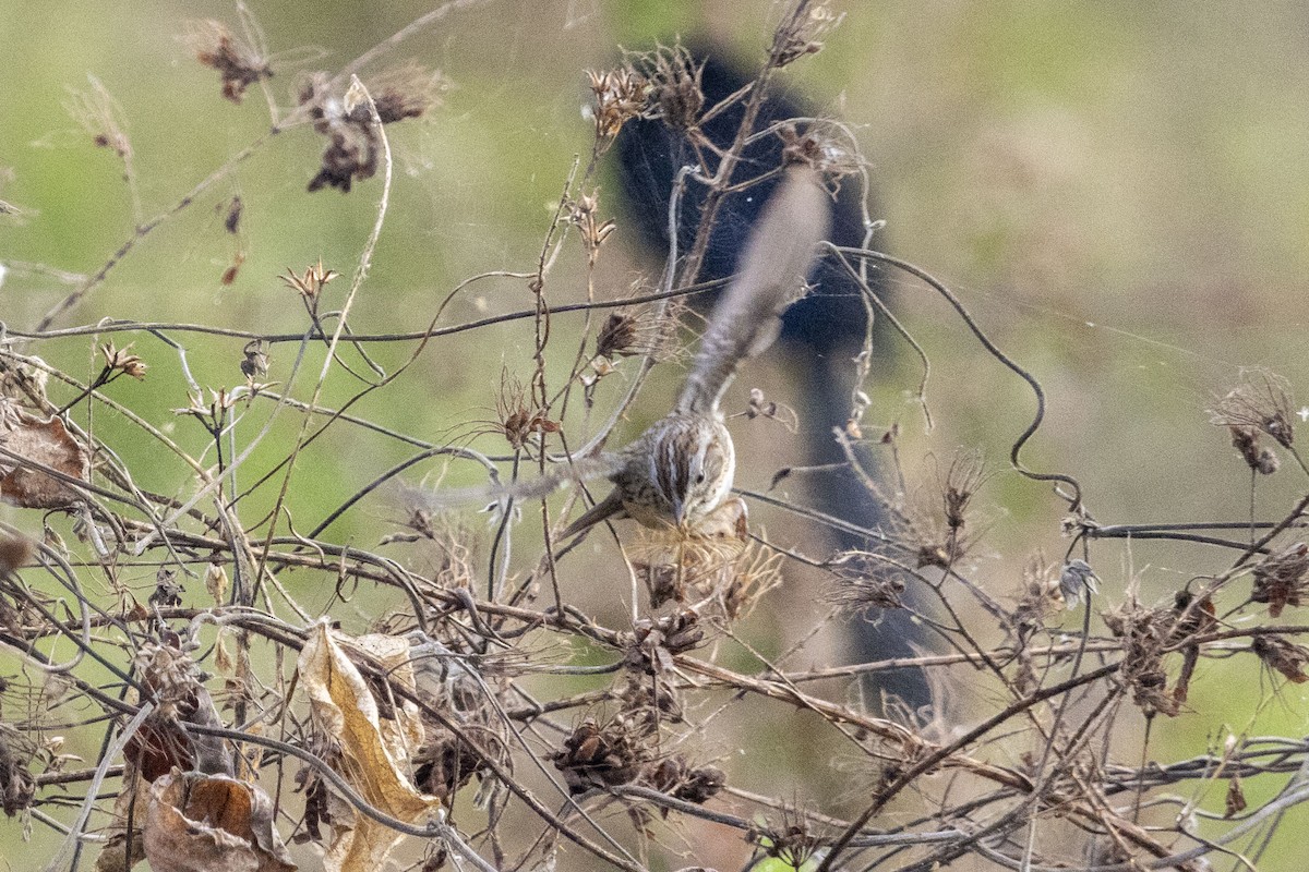 ヒメウタスズメ - ML647669325