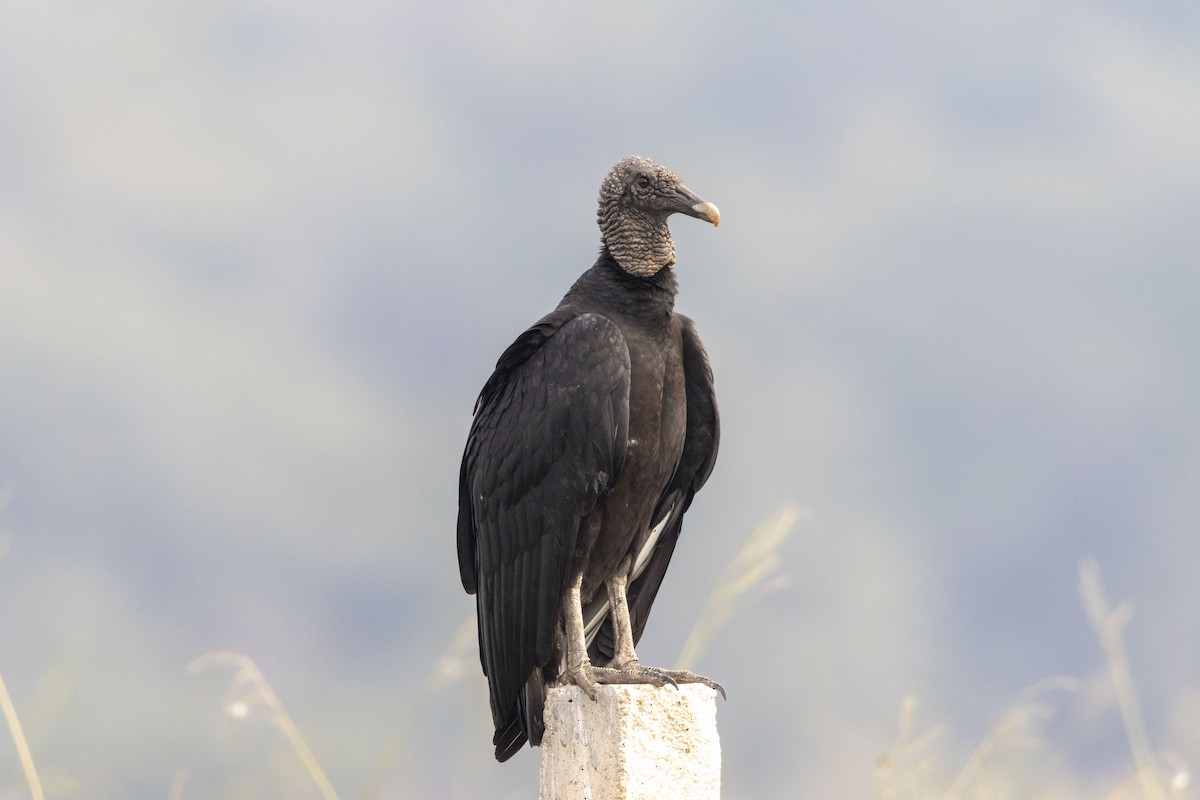 クロコンドル - ML647669327