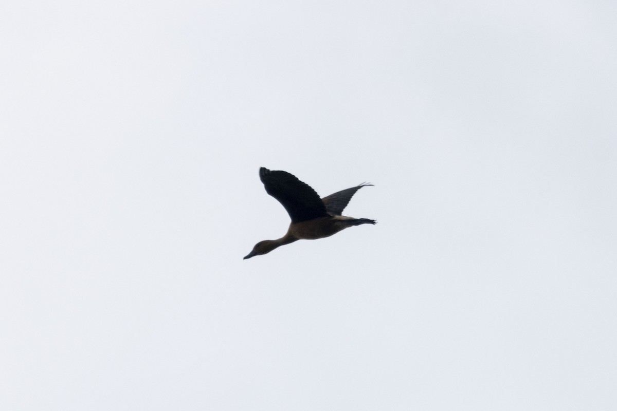 アカリュウキュウガモ - ML647669331