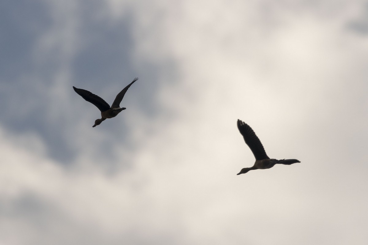 アカリュウキュウガモ - ML647669332