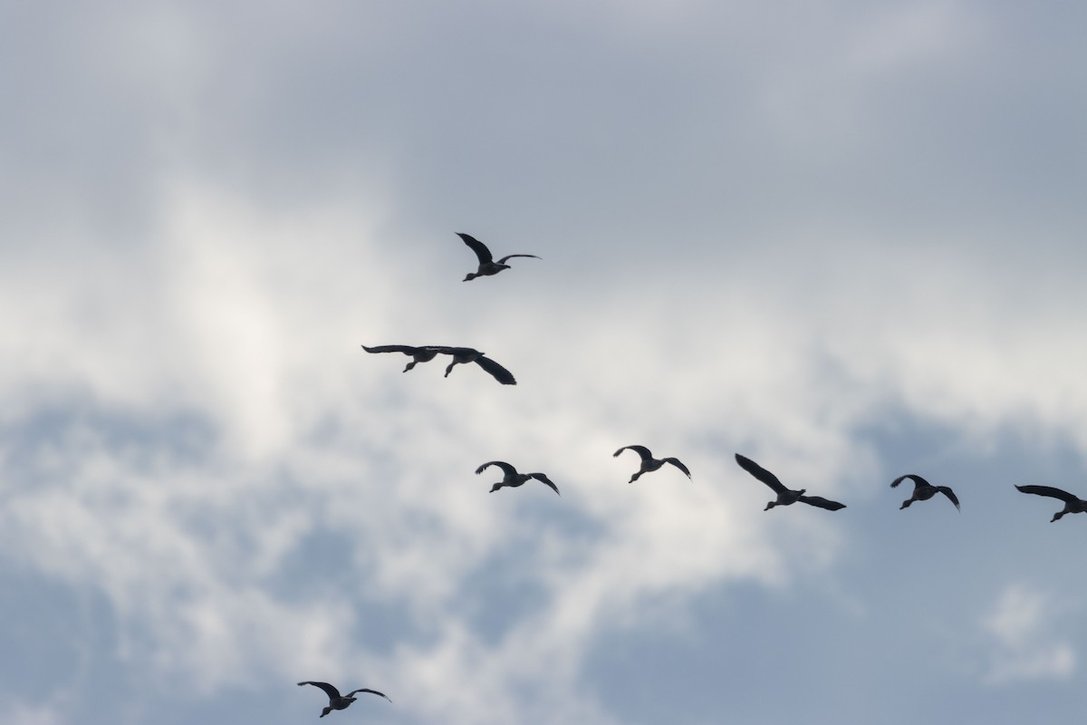 アカリュウキュウガモ - ML647669333