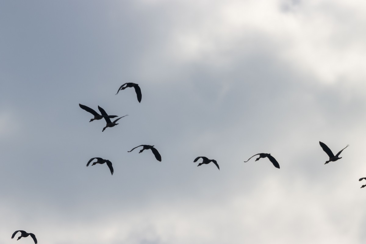 アカリュウキュウガモ - ML647669334