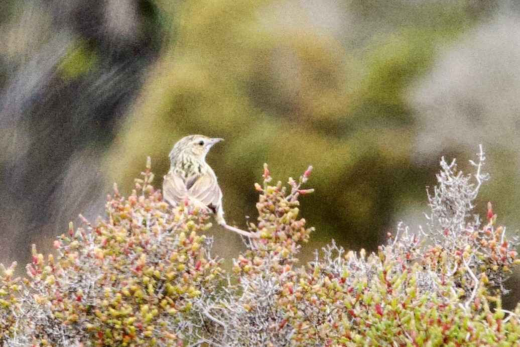 キバラノハラムシクイ - ML647669336