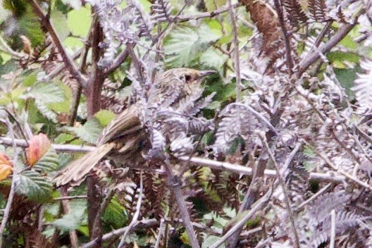 キバラノハラムシクイ - ML647669337