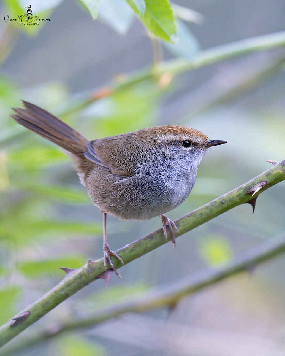 チャガシラコウグイス - ML647669345