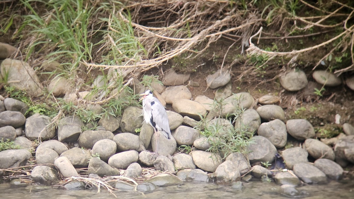 アオサギ - ML647669346