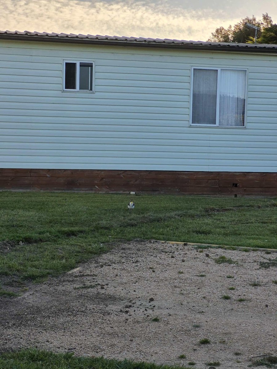 ズグロトサカゲリ - ML647669348