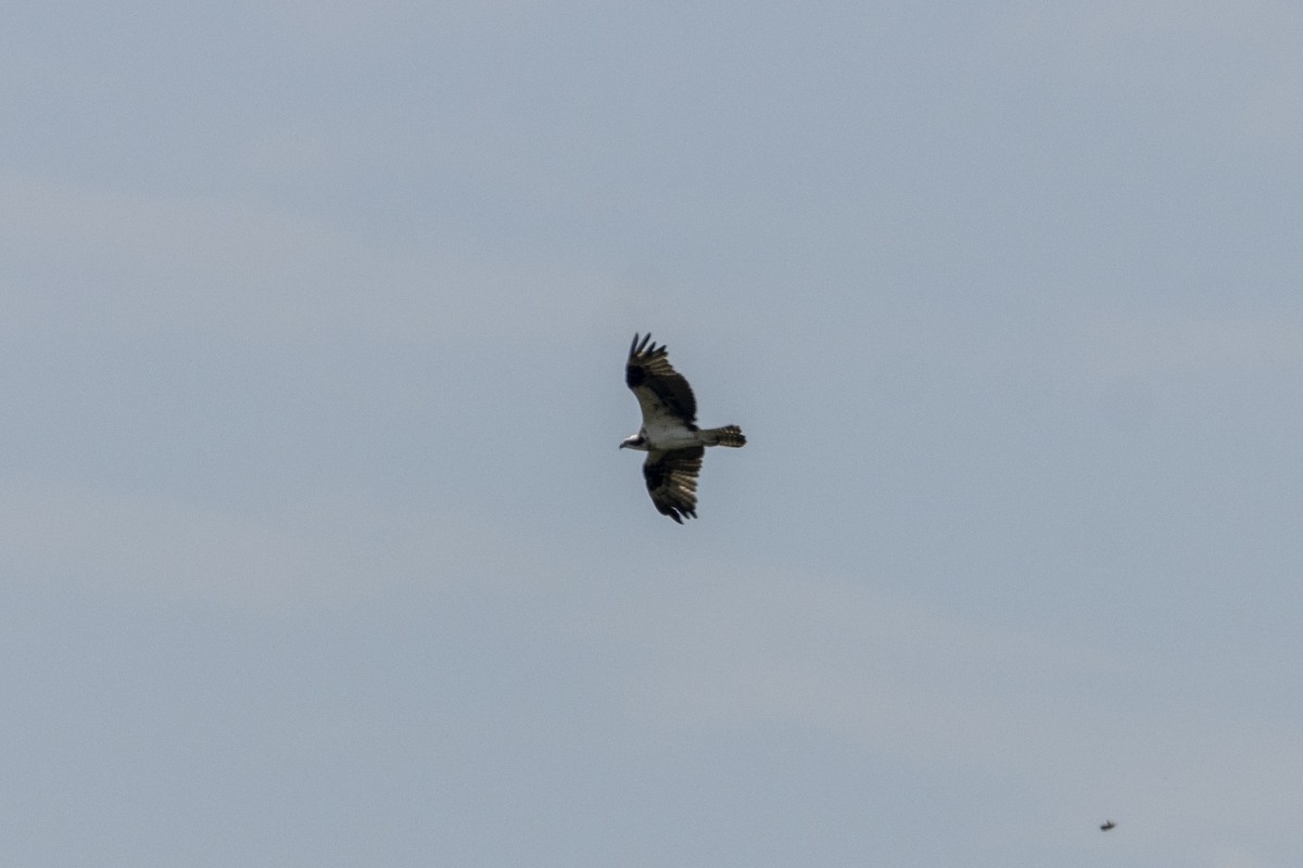 ミサゴ - ML647669351