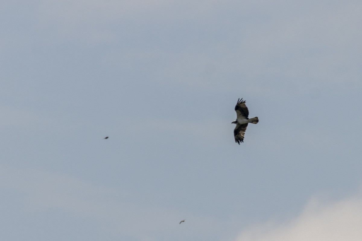 ミサゴ - ML647669352