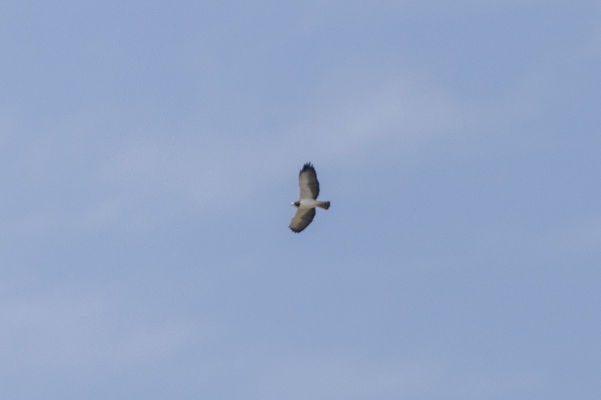 ミジカオノスリ - ML647669354