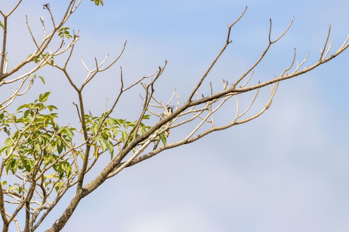 アメリカチョウゲンボウ - ML647669356