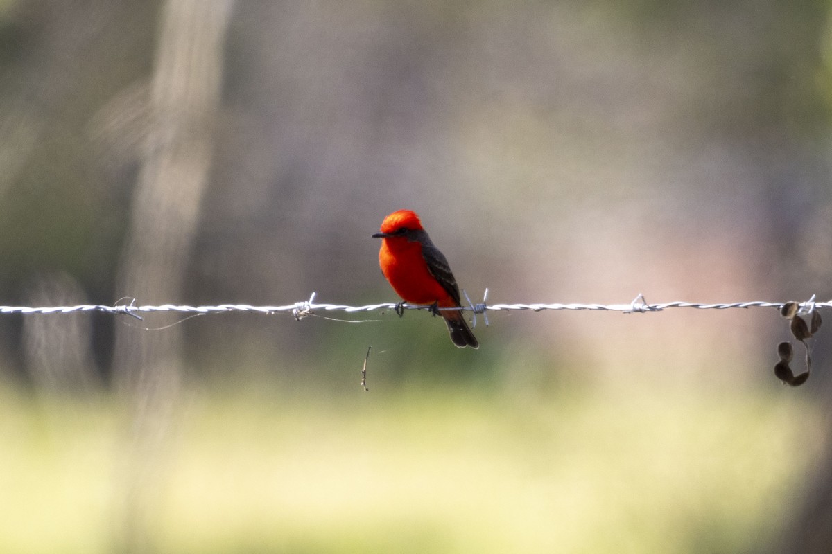 Vermilion Flycatcher - ML647669358