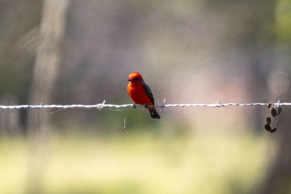 Vermilion Flycatcher - ML647669359