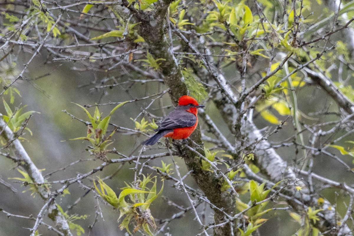 Vermilion Flycatcher - ML647669360