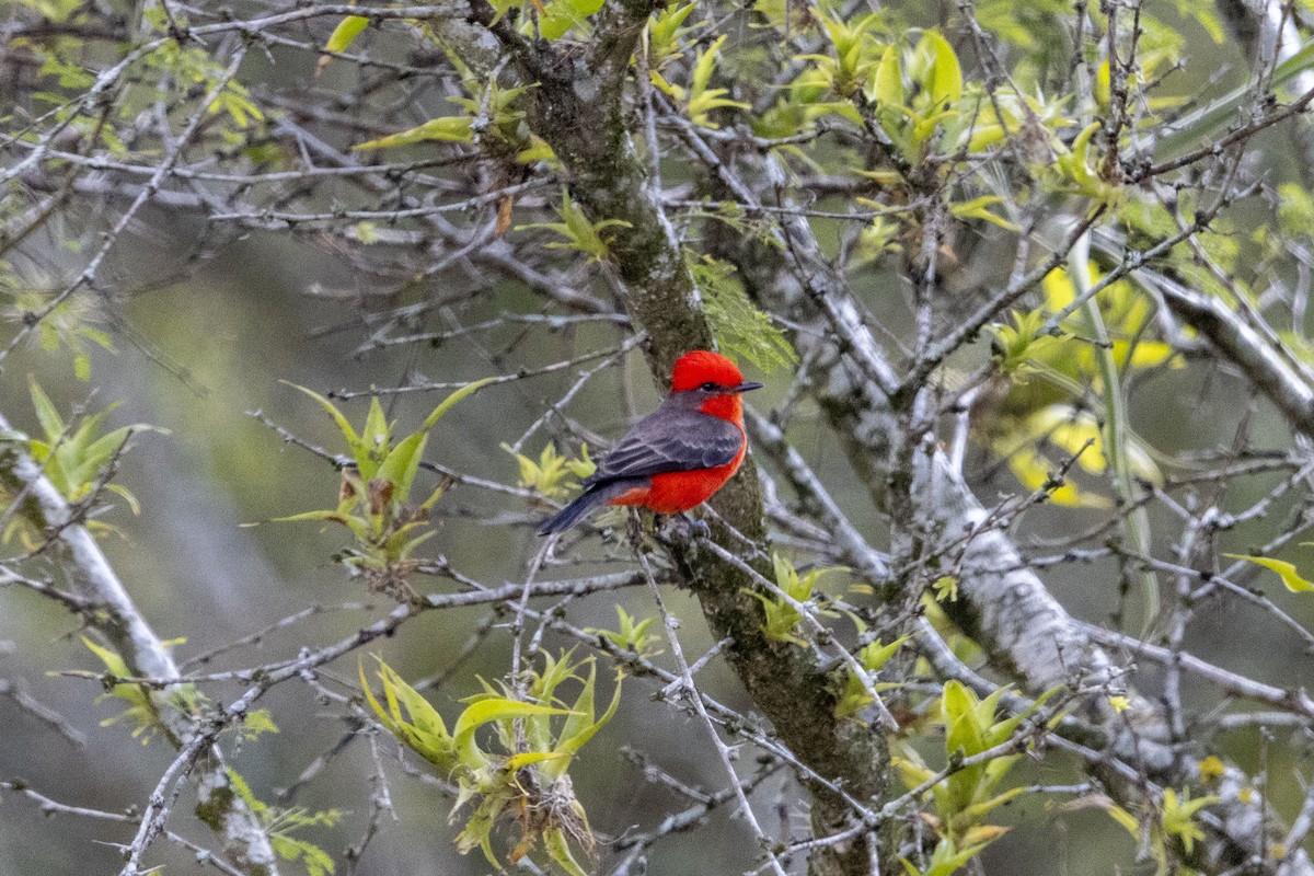 Vermilion Flycatcher - ML647669361