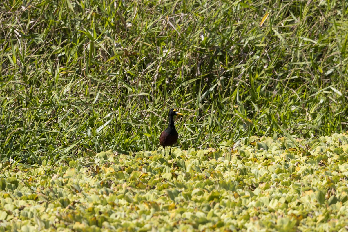 Northern Jacana - ML647669362