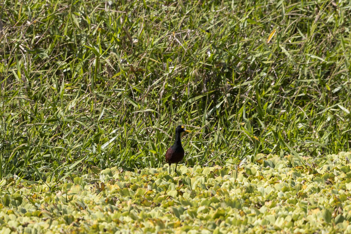 Northern Jacana - ML647669363