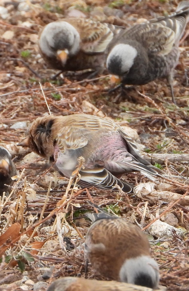 Gray-crowned Rosy-Finch (Hepburn's) - ML647669393