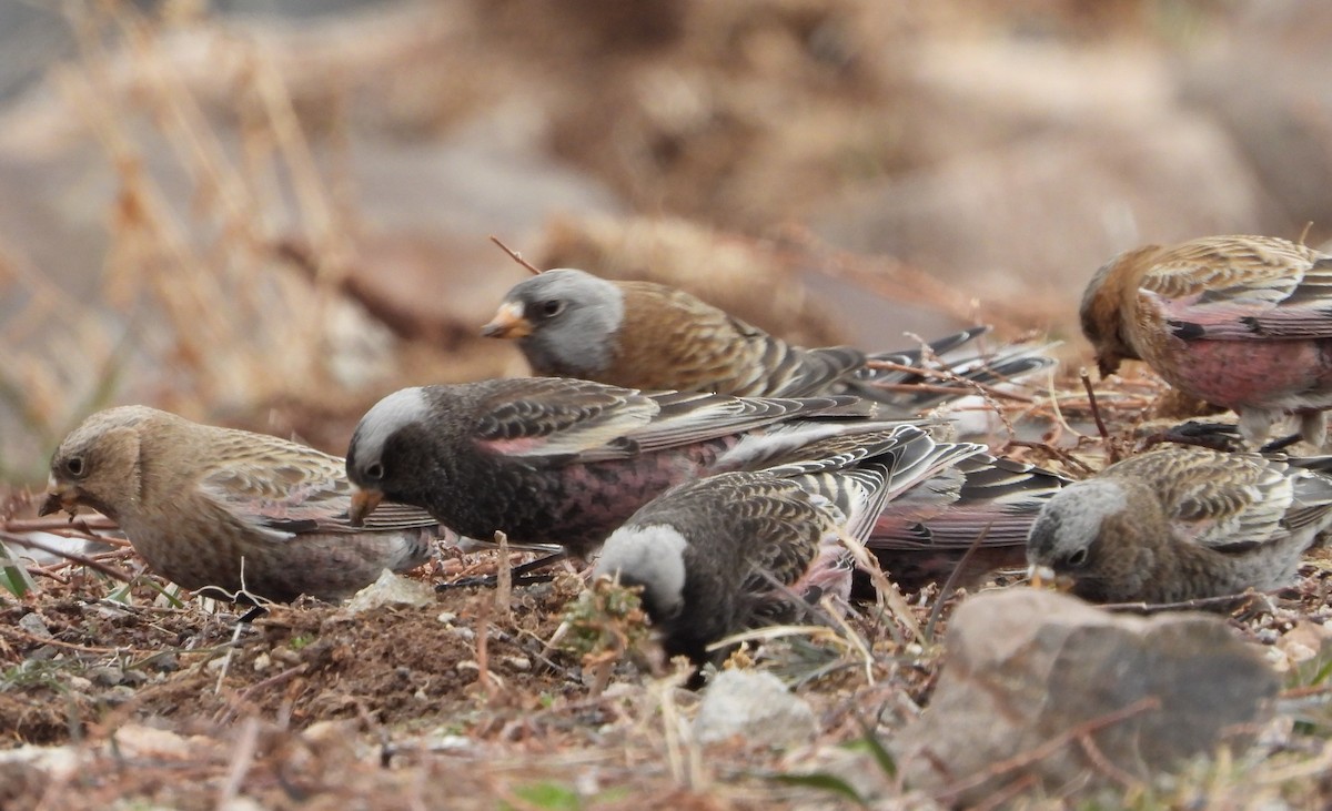 Gray-crowned Rosy-Finch (Hepburn's) - ML647669394