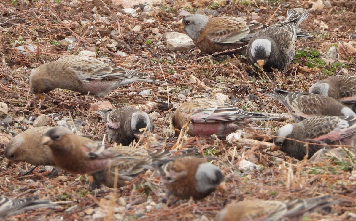 Gray-crowned Rosy-Finch (Hepburn's) - ML647669395